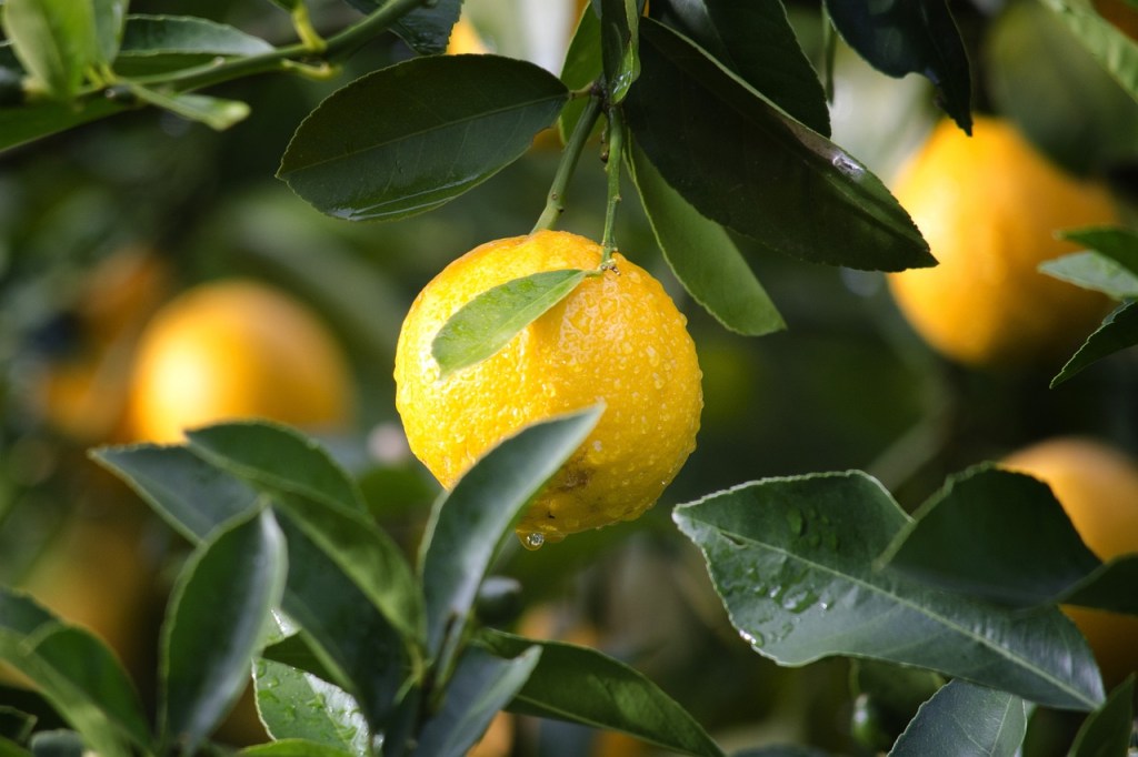 Citrus on the tree