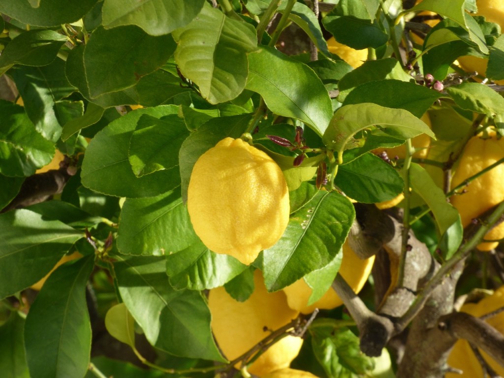 A lemon among the leaves