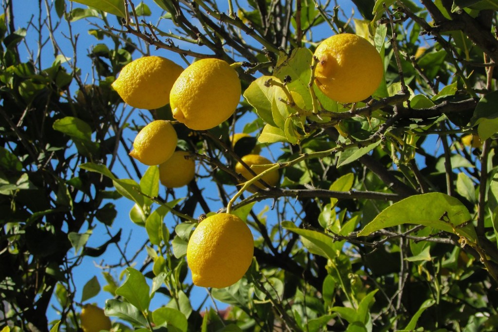 Lemon tree