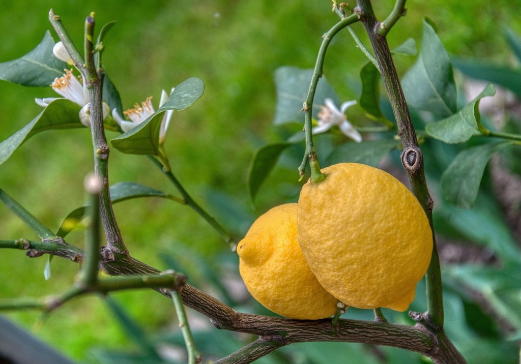 Lemons on a branch