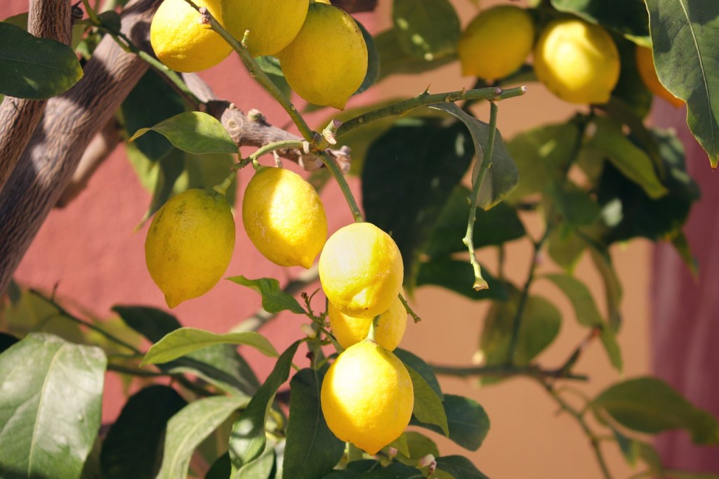 Lemons ripening on the branch