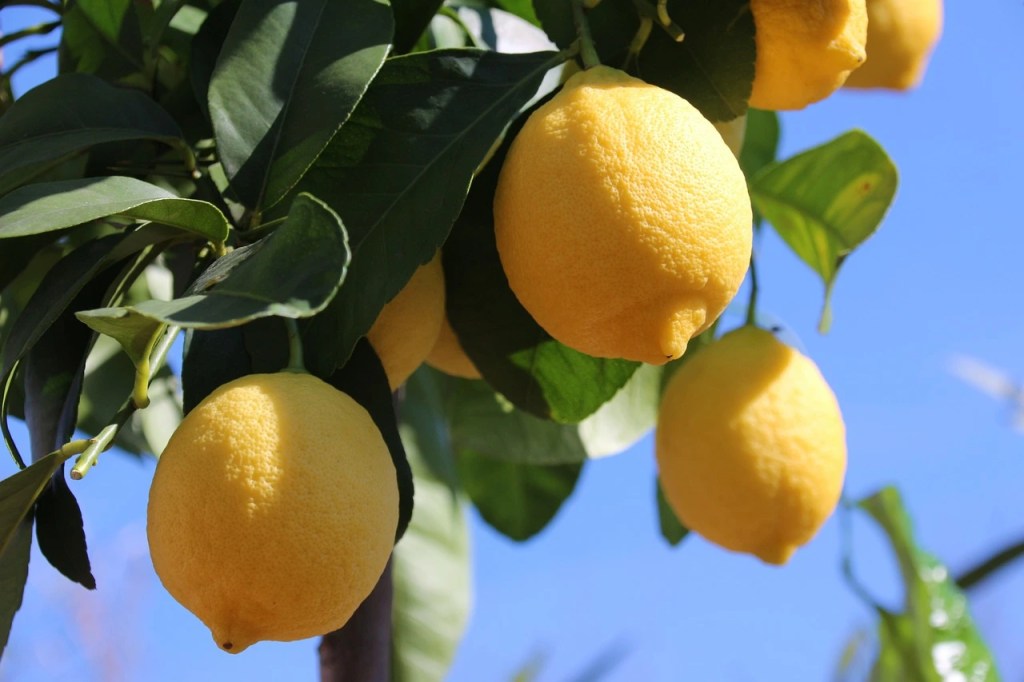 Lemons on the tree