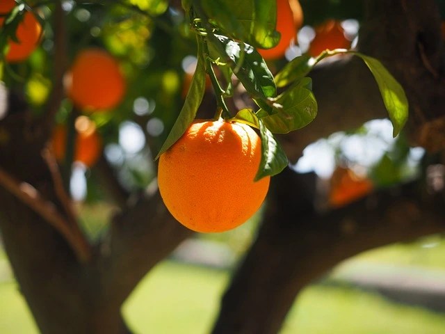 An orange on the tree