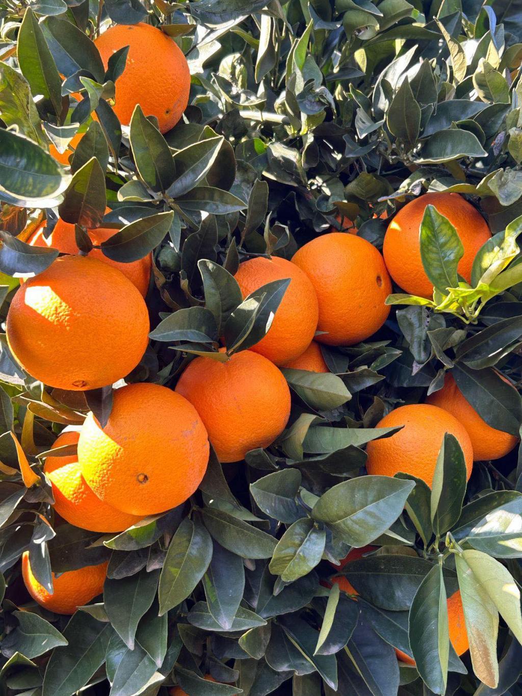 Oranges on the tree