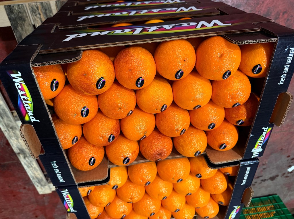 Crates of oranges at the Westland packing house