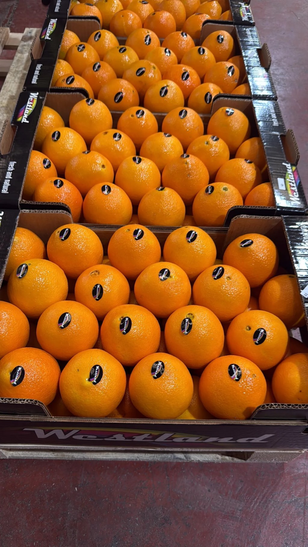 Oranges in a Westland carton