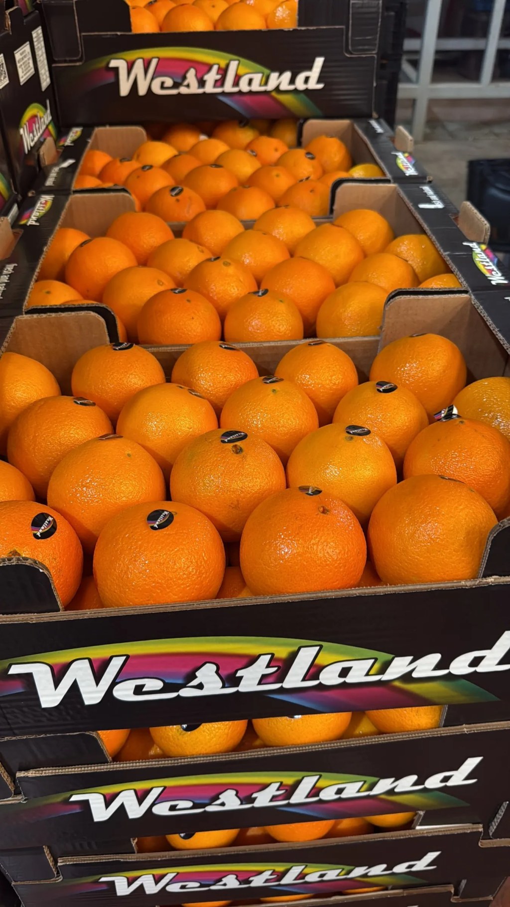 Westland cartons of oranges