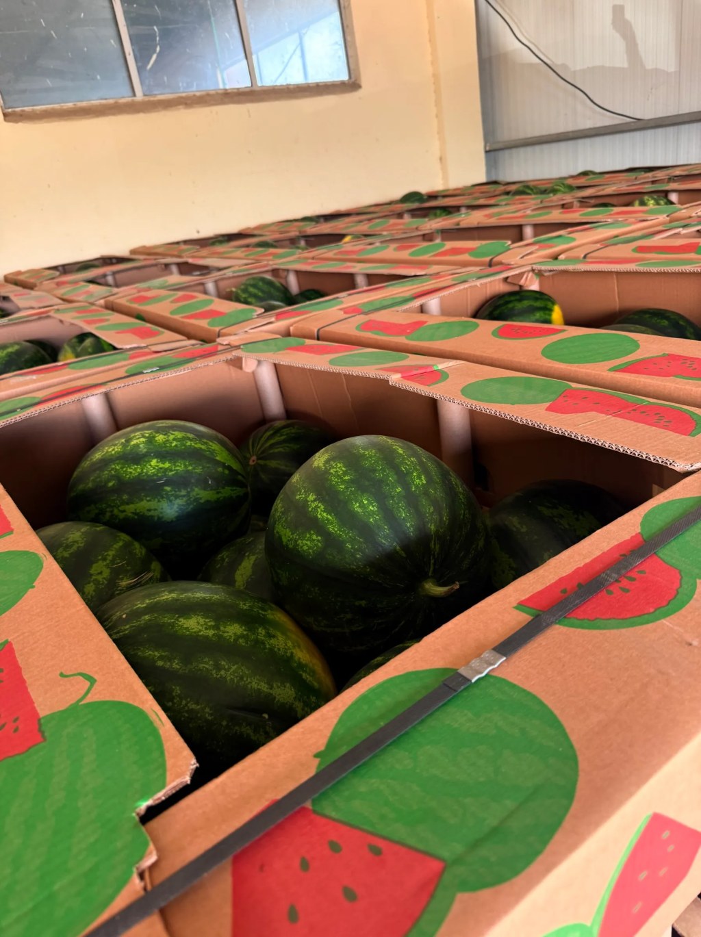 Stacked cartons of watermelons in the packing house